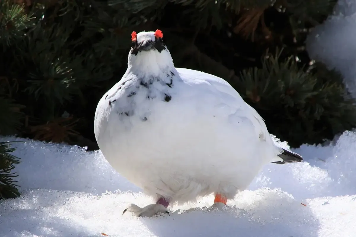 まるまる太った雷鳥