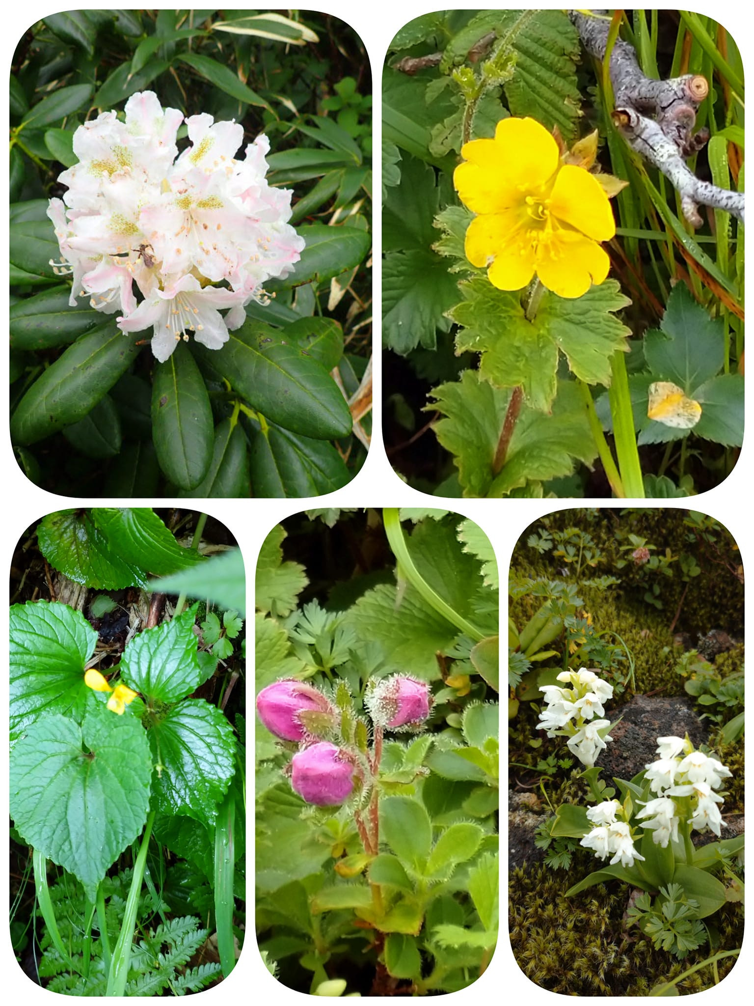 秋田駒ヶ岳の花②