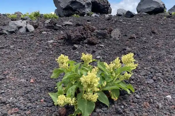 宝永火口の中に咲く花。この花いっぱい咲いてました～