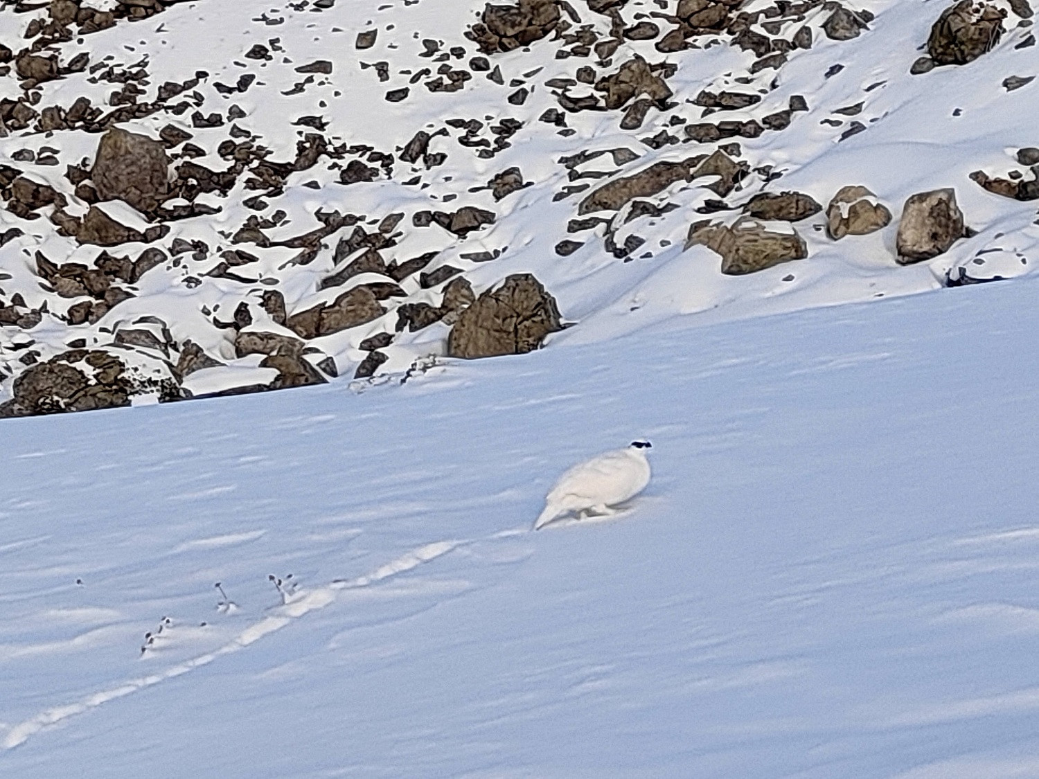 登山ガイドと行く 冬の雷鳥探し♫ たくまし