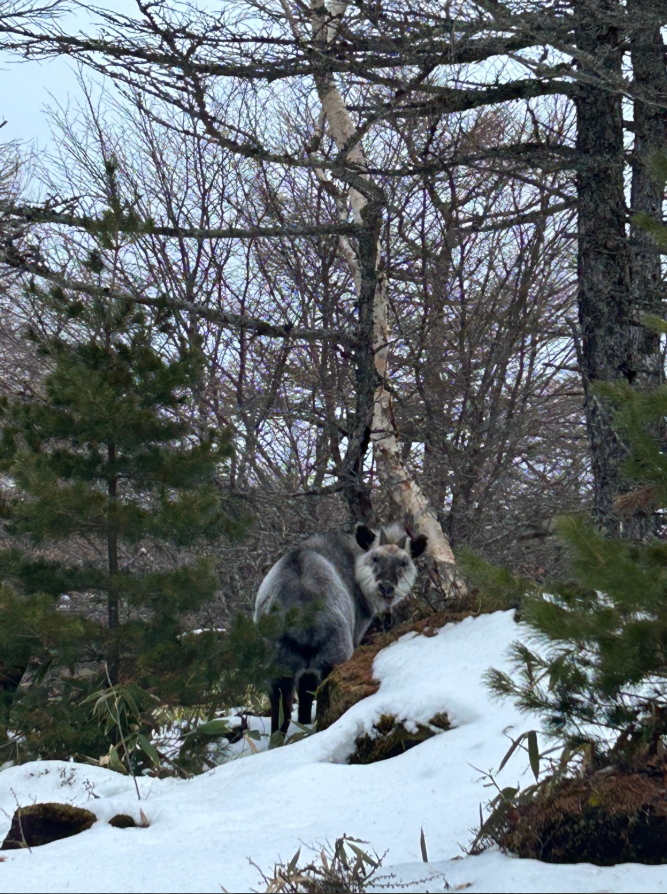 冬毛のカモシカ