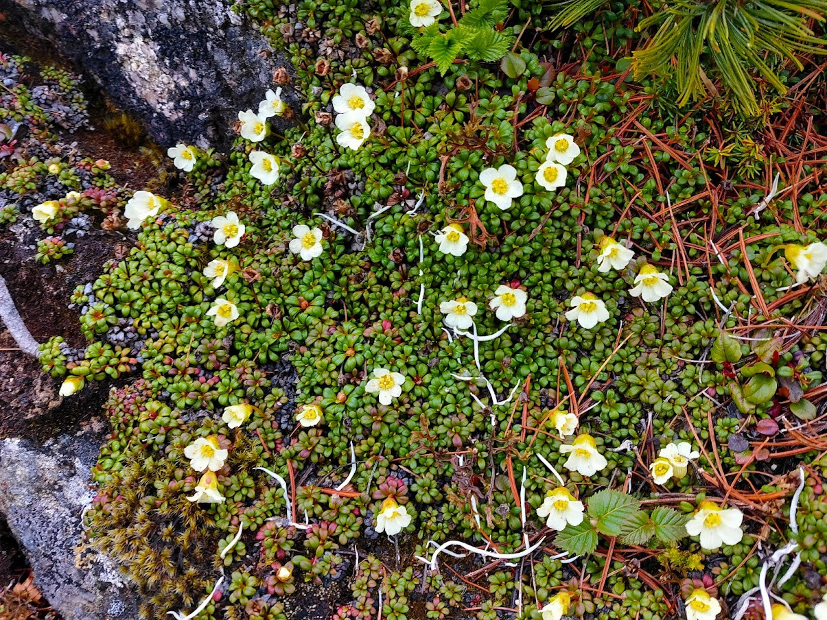 緊張続く道。高山植物にホッコリします（写真はイワウメ）