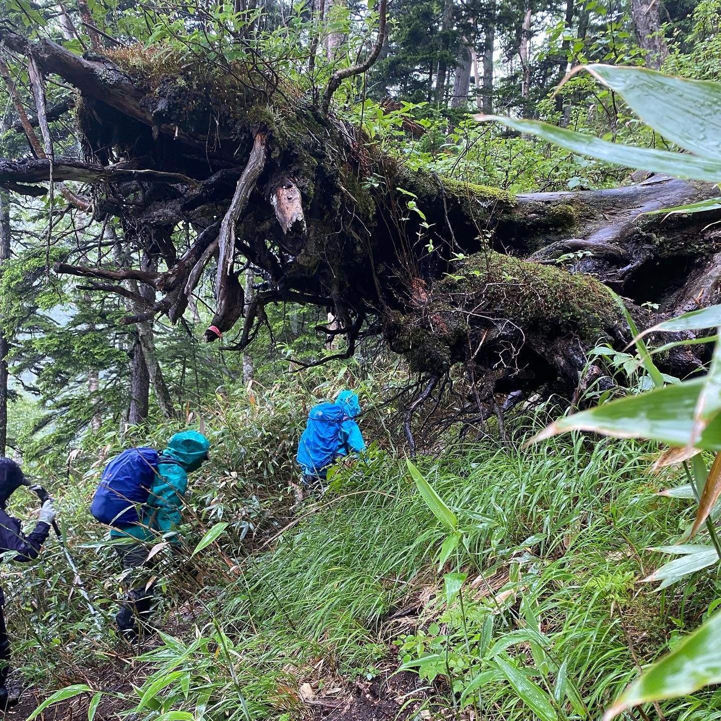 雨の中、ニペソツ山を登る。