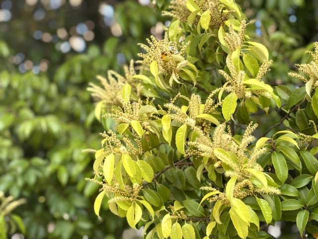 ツブラジイ（ブナ科）