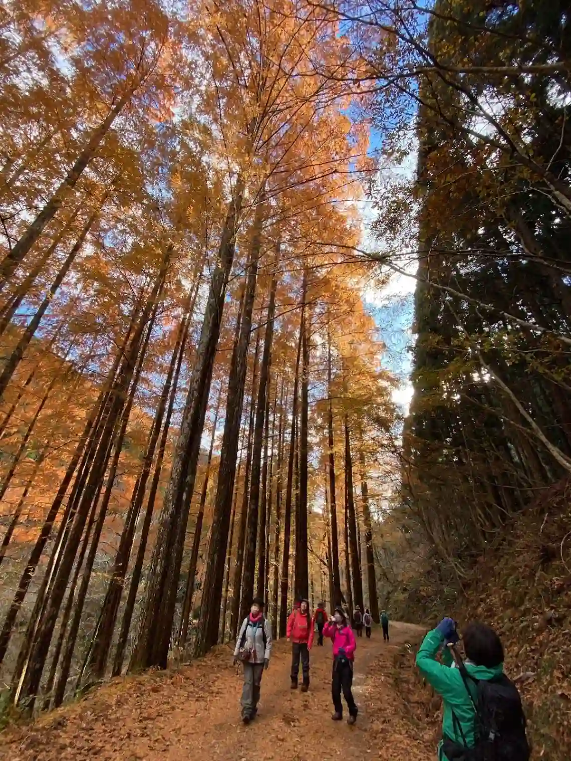 芦生メタセコイア