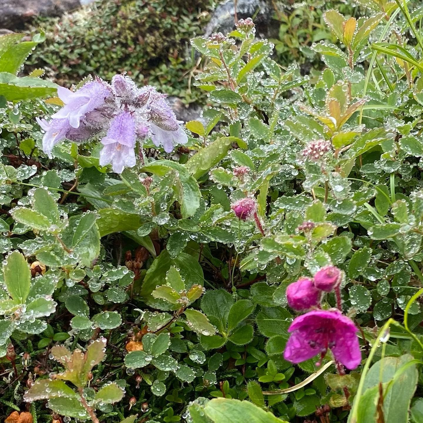 ニペソツ山の花々2