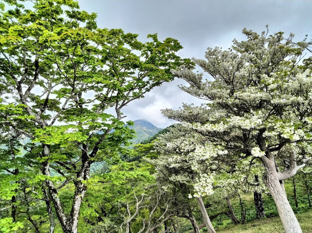 大峯奥駈道シロヤシオ
