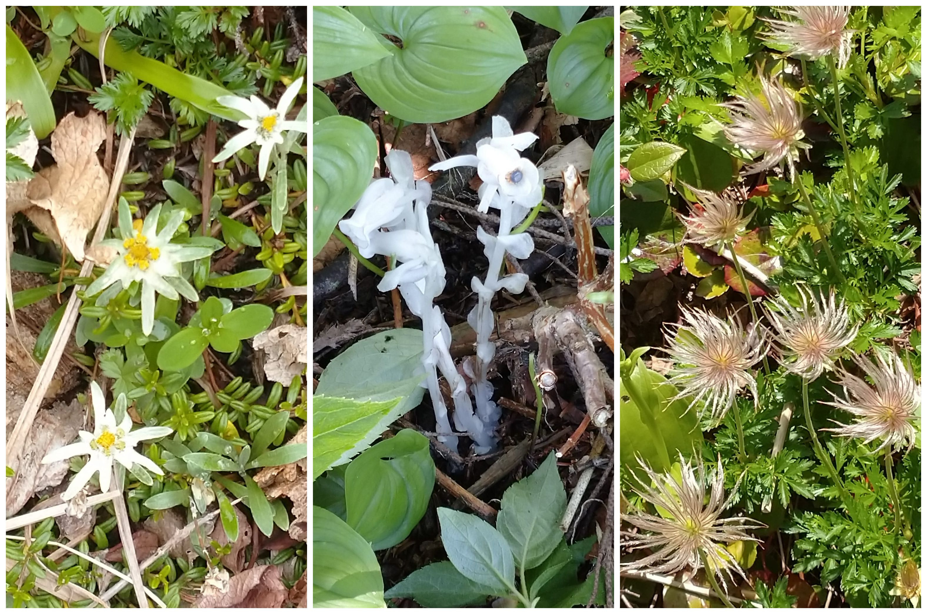 森吉山の花々（左：ウスユキソウ、中：ギンリョウソウ、右：チングルマワタゲ）