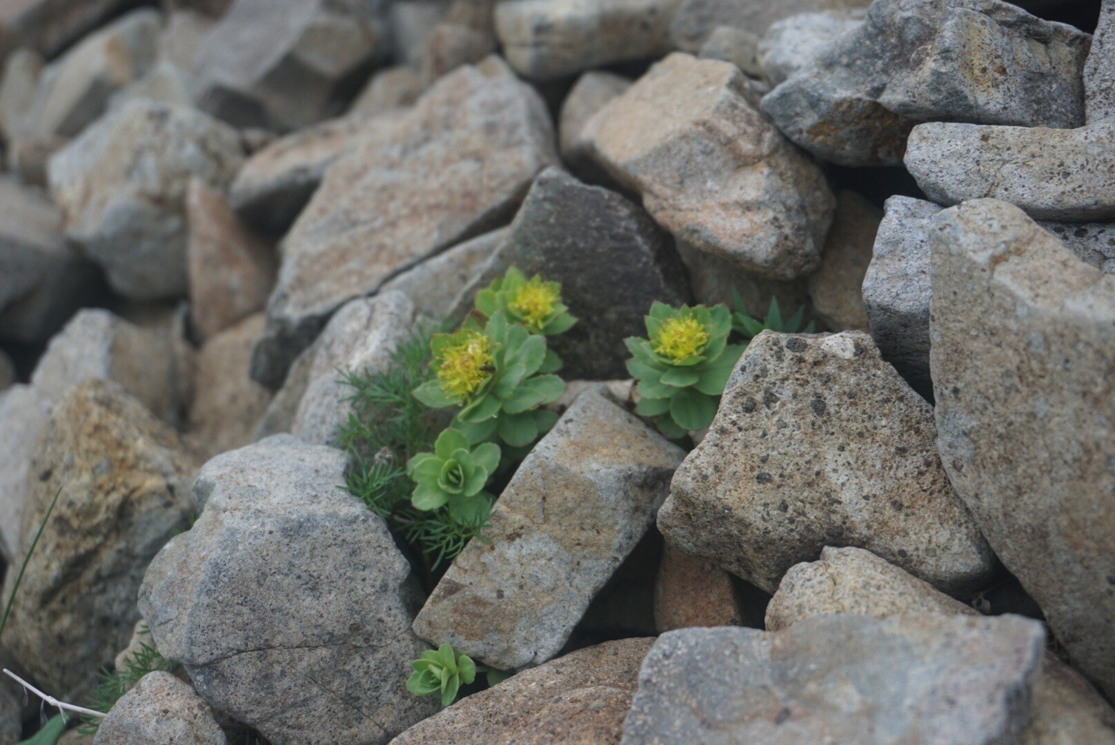 所々にお花が！写真はイワベンケイ