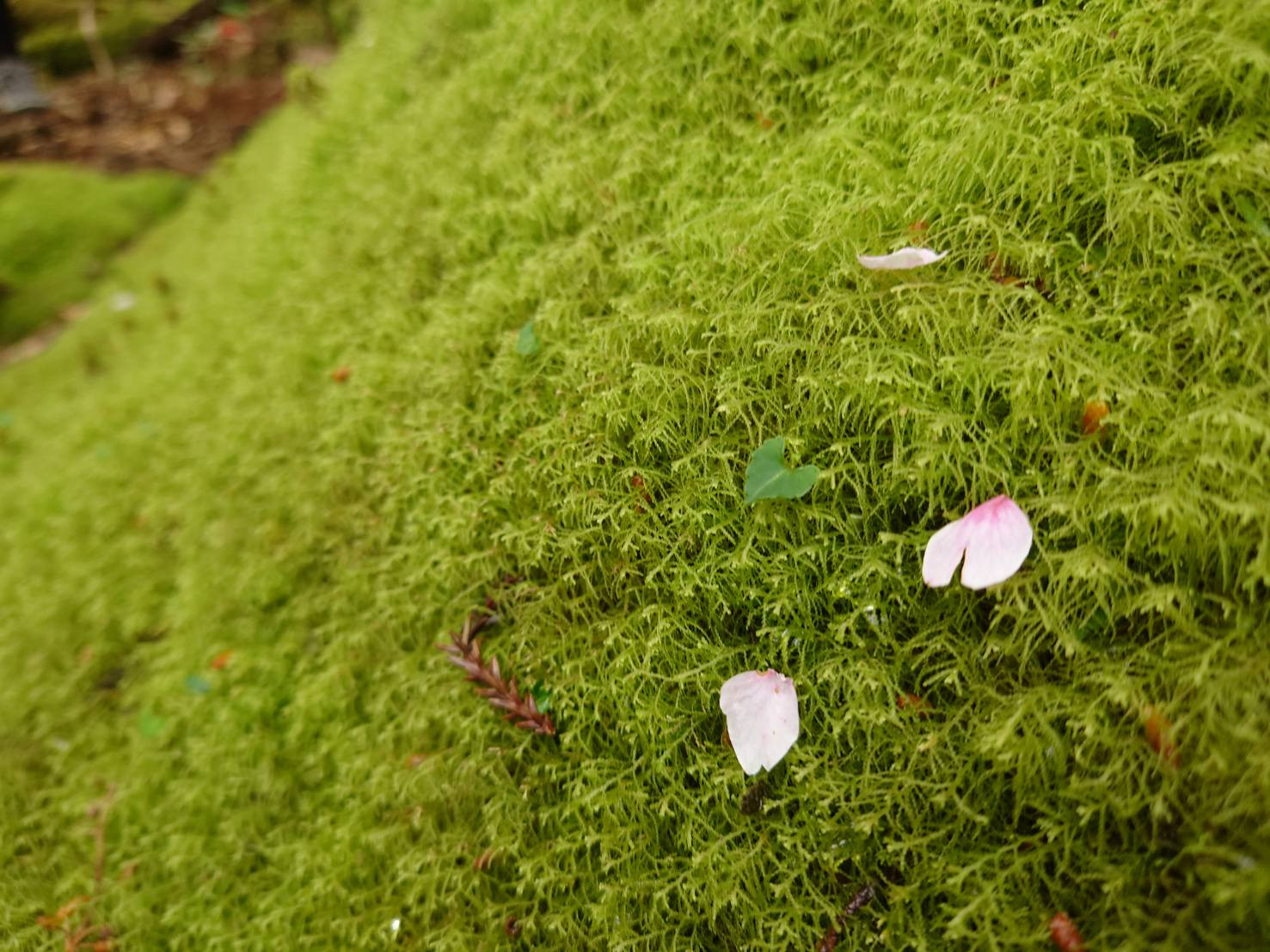 苔とハートと花びら