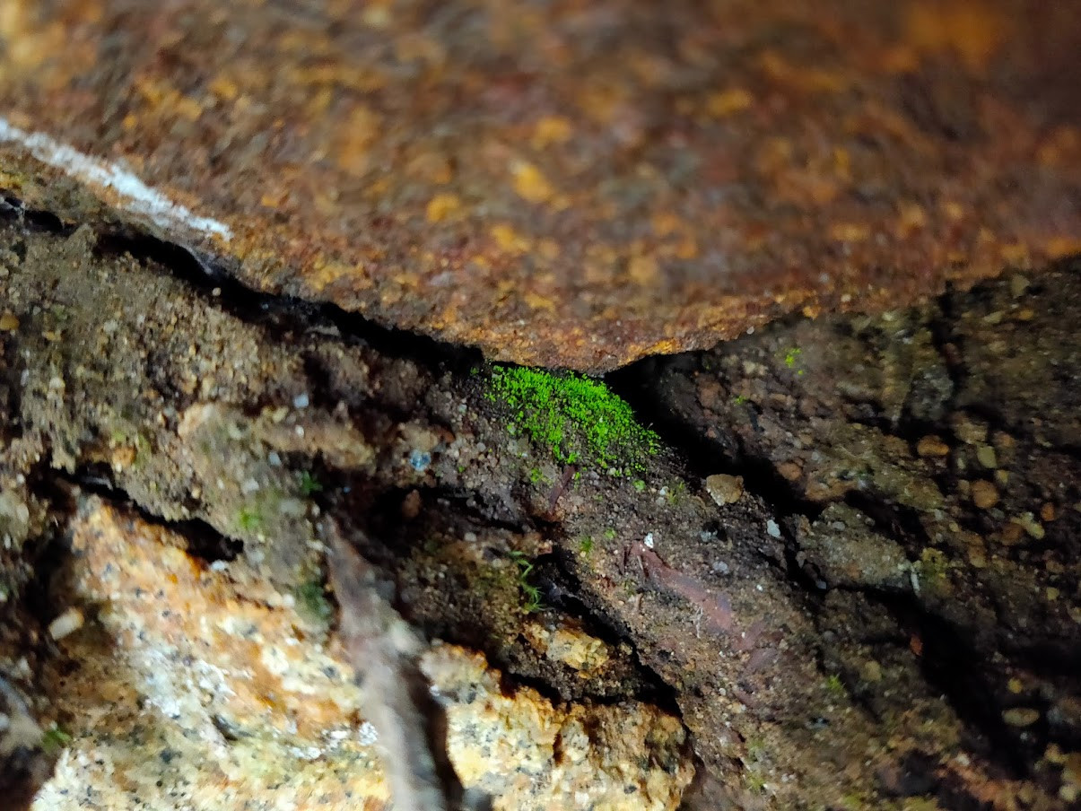 広葉樹の森が広がる黒戸尾根。岩場の陰にはヒカリゴケが…！