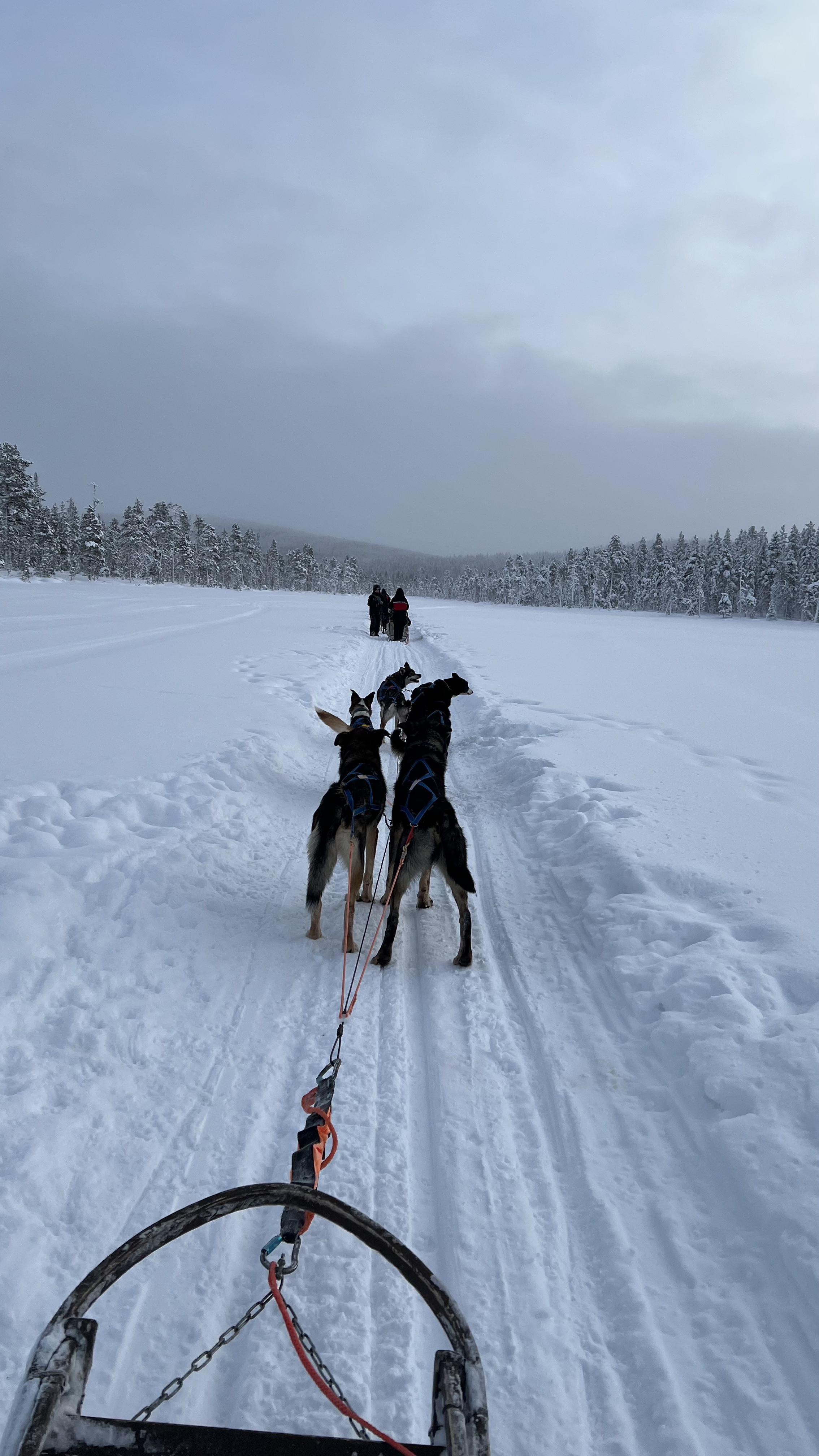 ハスキーそり走行中の景色