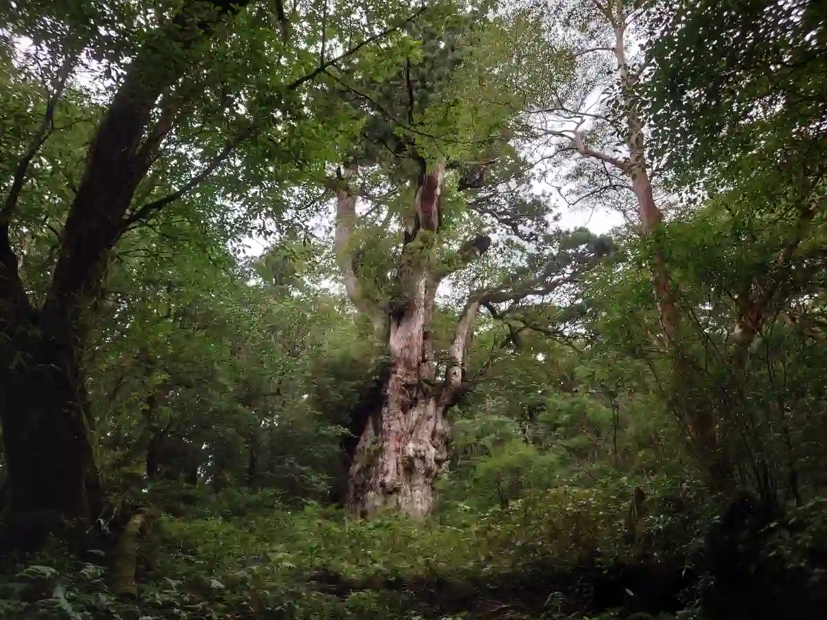 大迫力の縄文杉