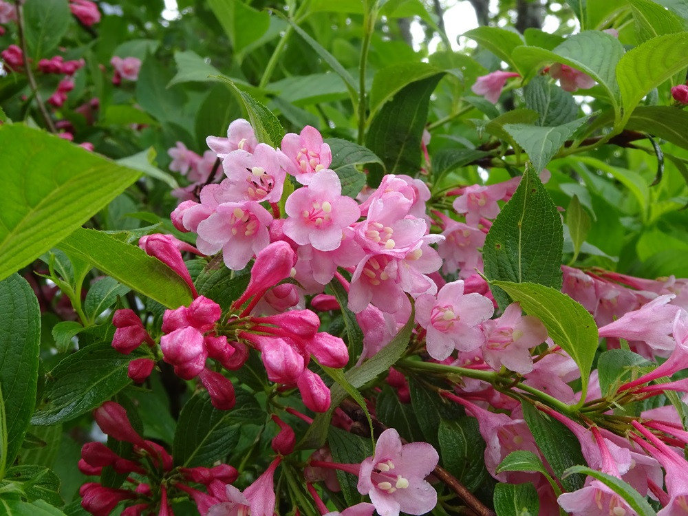 ウツギの花