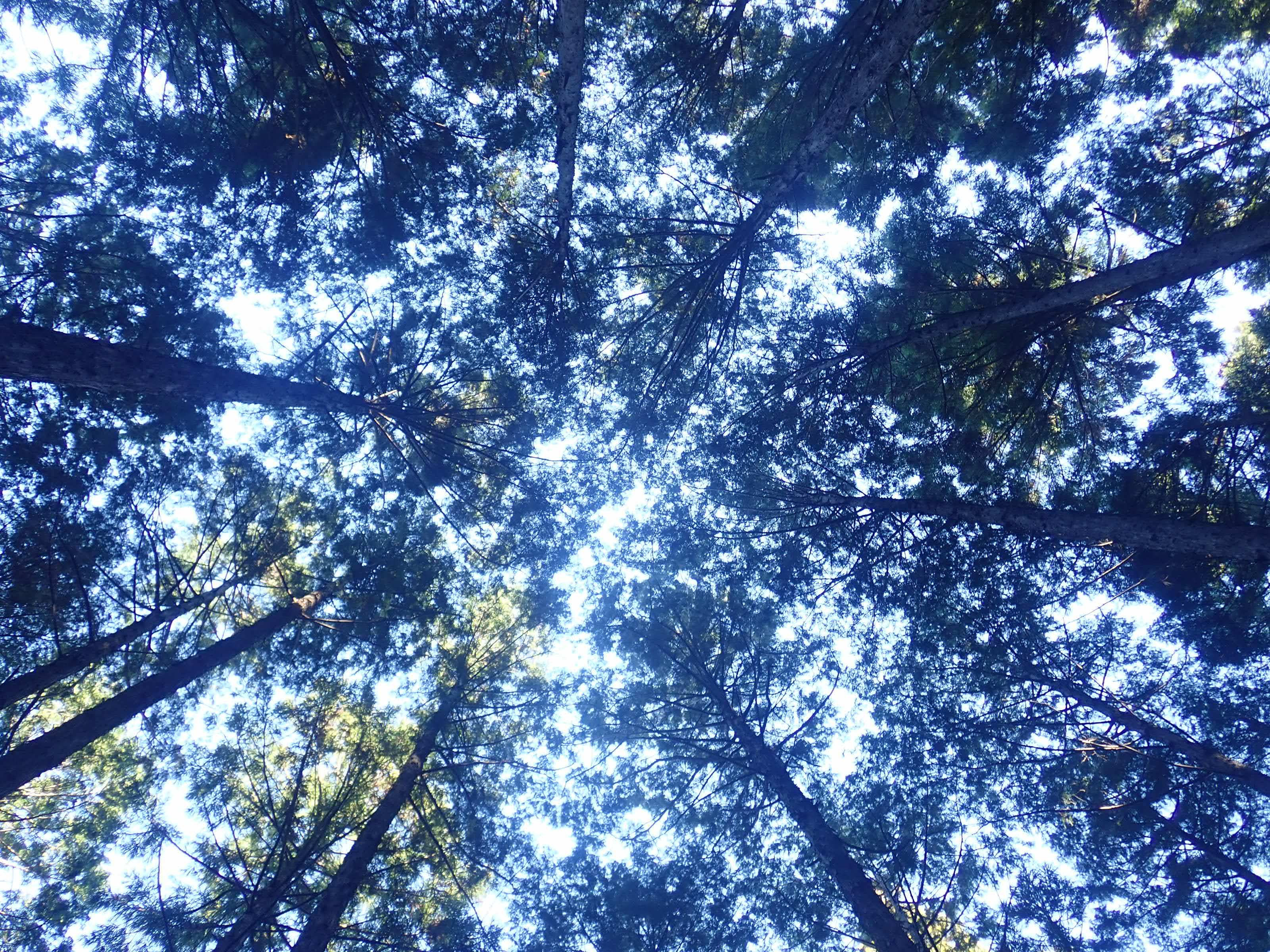 森の中で寝そべって上を向くと万華鏡のような世界が