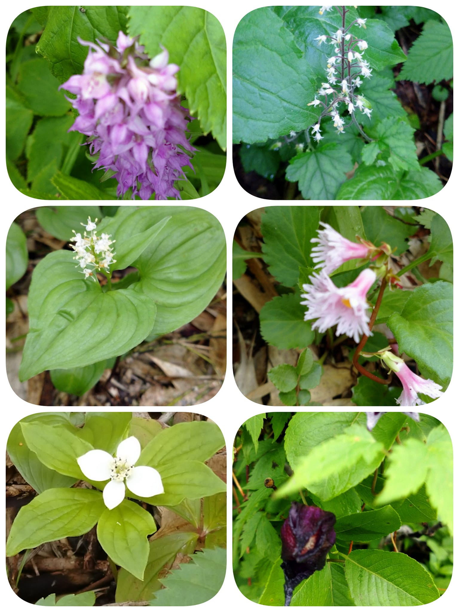 秋田駒ヶ岳の花①