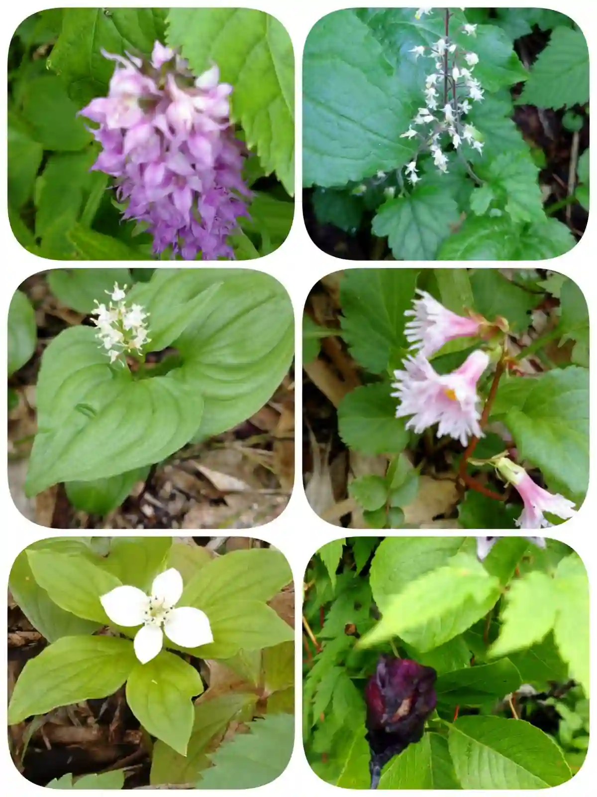 秋田駒ヶ岳の花①