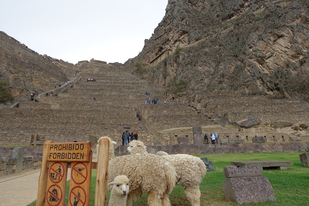 遺跡とアルパカ