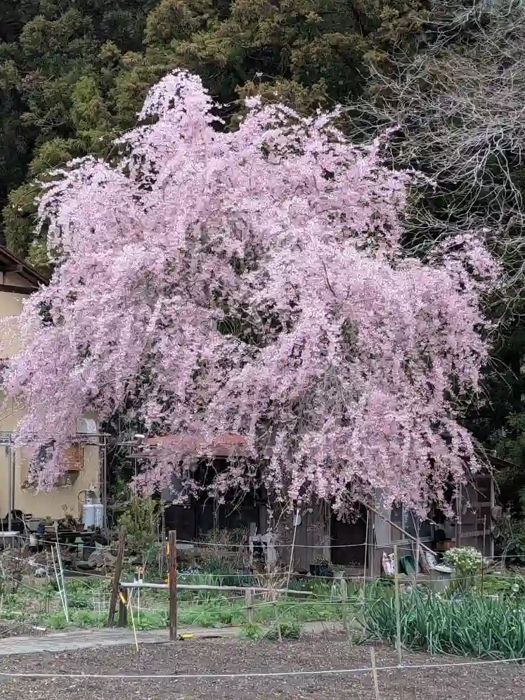 桜