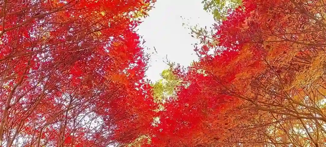 ドウダンツツジのトンネル♪ 岩石山(がんじゃくさん) | Yamakara