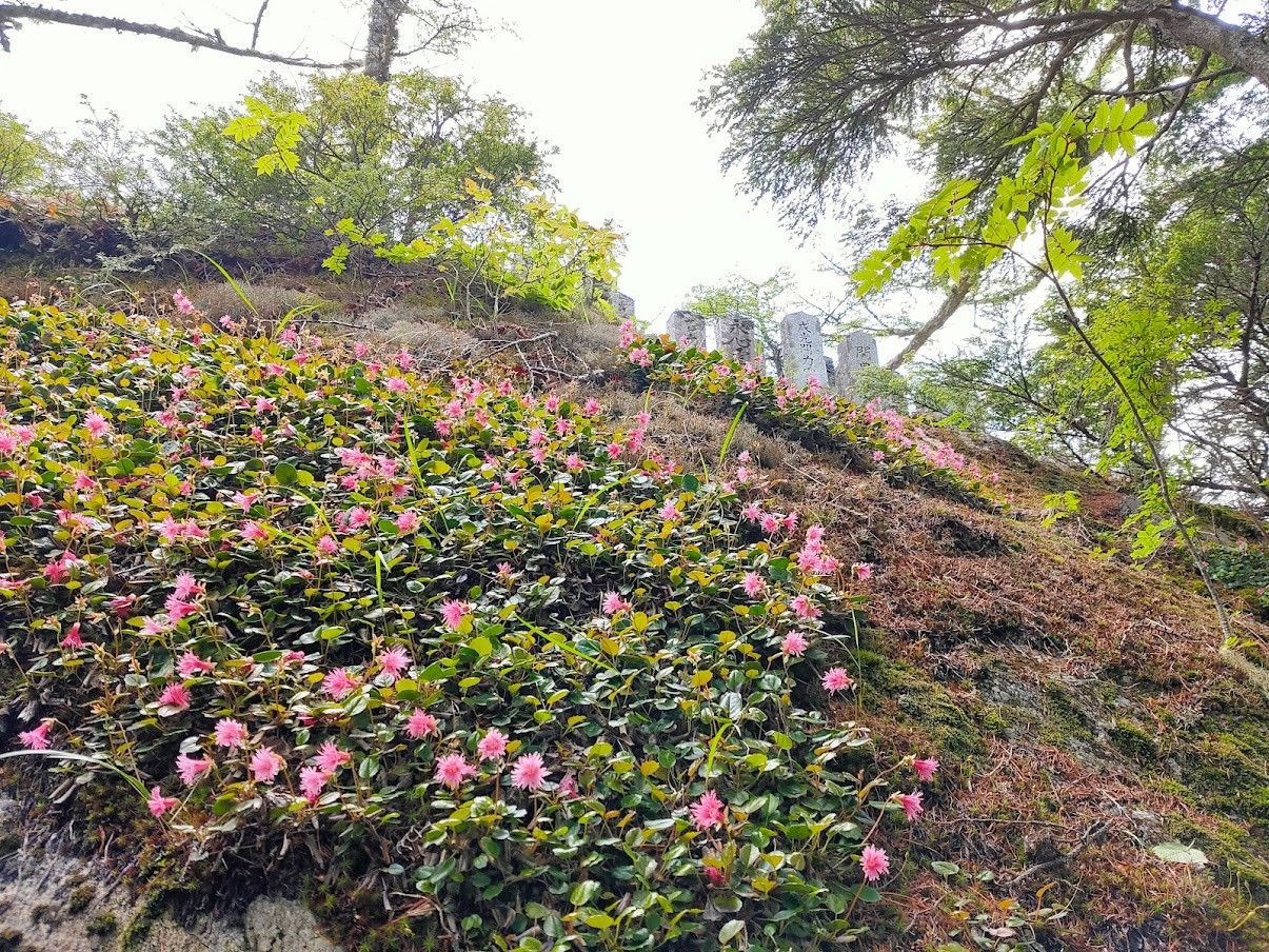 岩場の間にイワカガミが咲き乱れていました。まるでイワカガミロード。