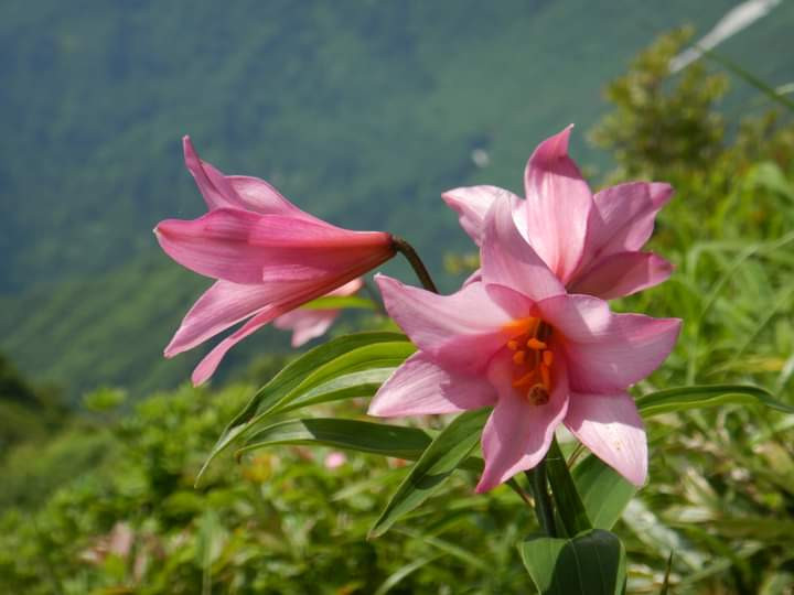 可憐なピンクの花のヒメサユリ