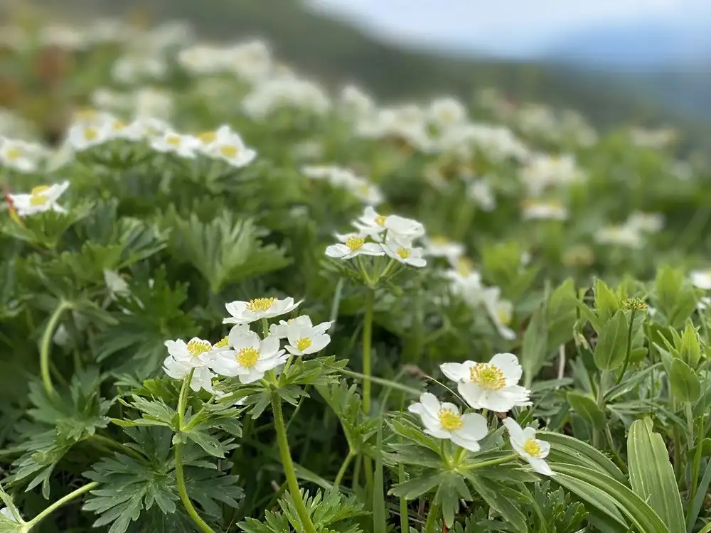 ハクサンイチゲなどの花が咲き乱れています