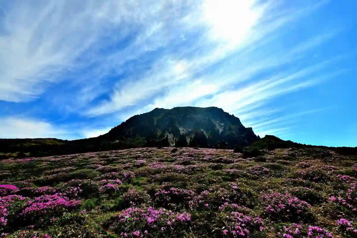 韓国最高峰！春のシーズンを迎える世界遺産・漢拏（ハルラ）山4日間
