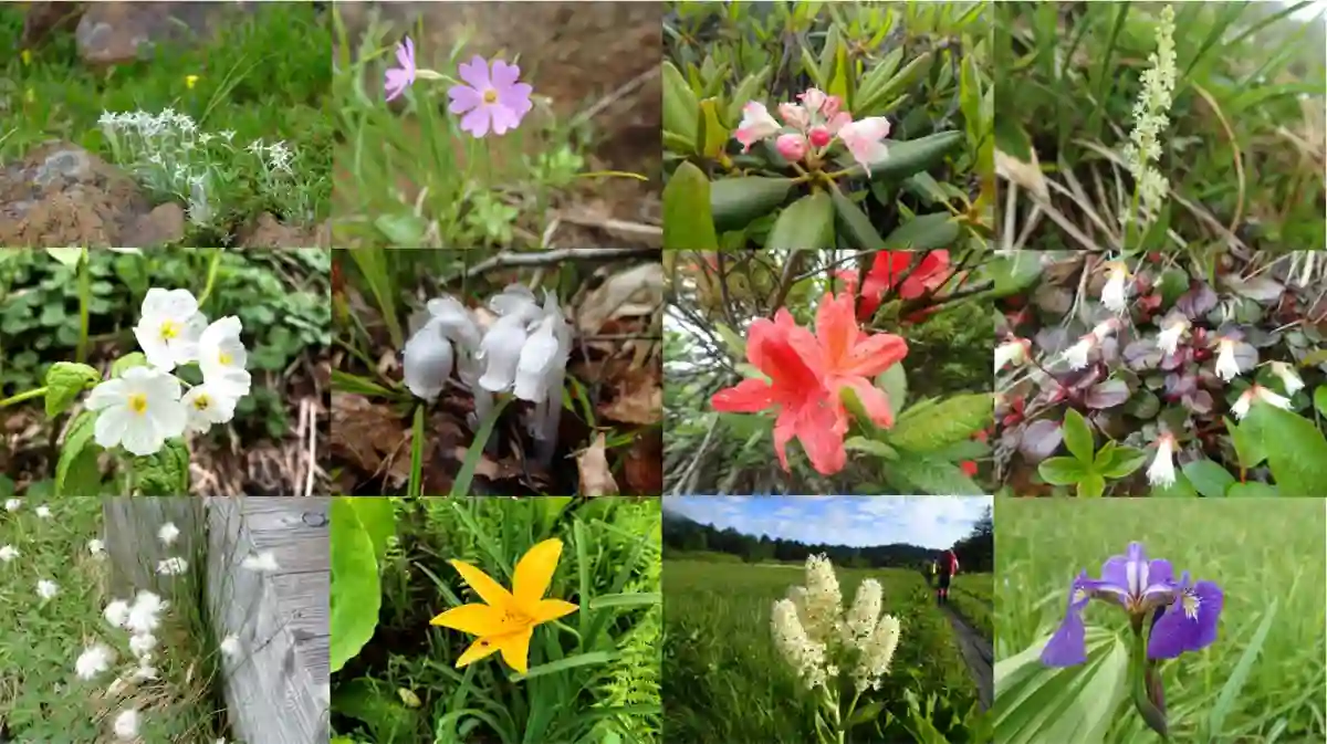 尾瀬 7月の花々