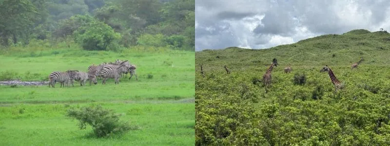 野生のシマウマとキリンです