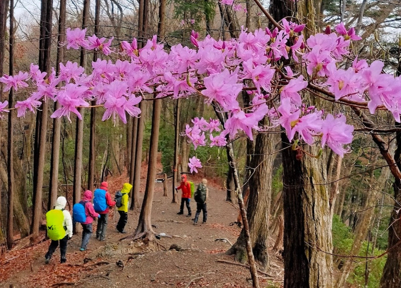 本仁田山