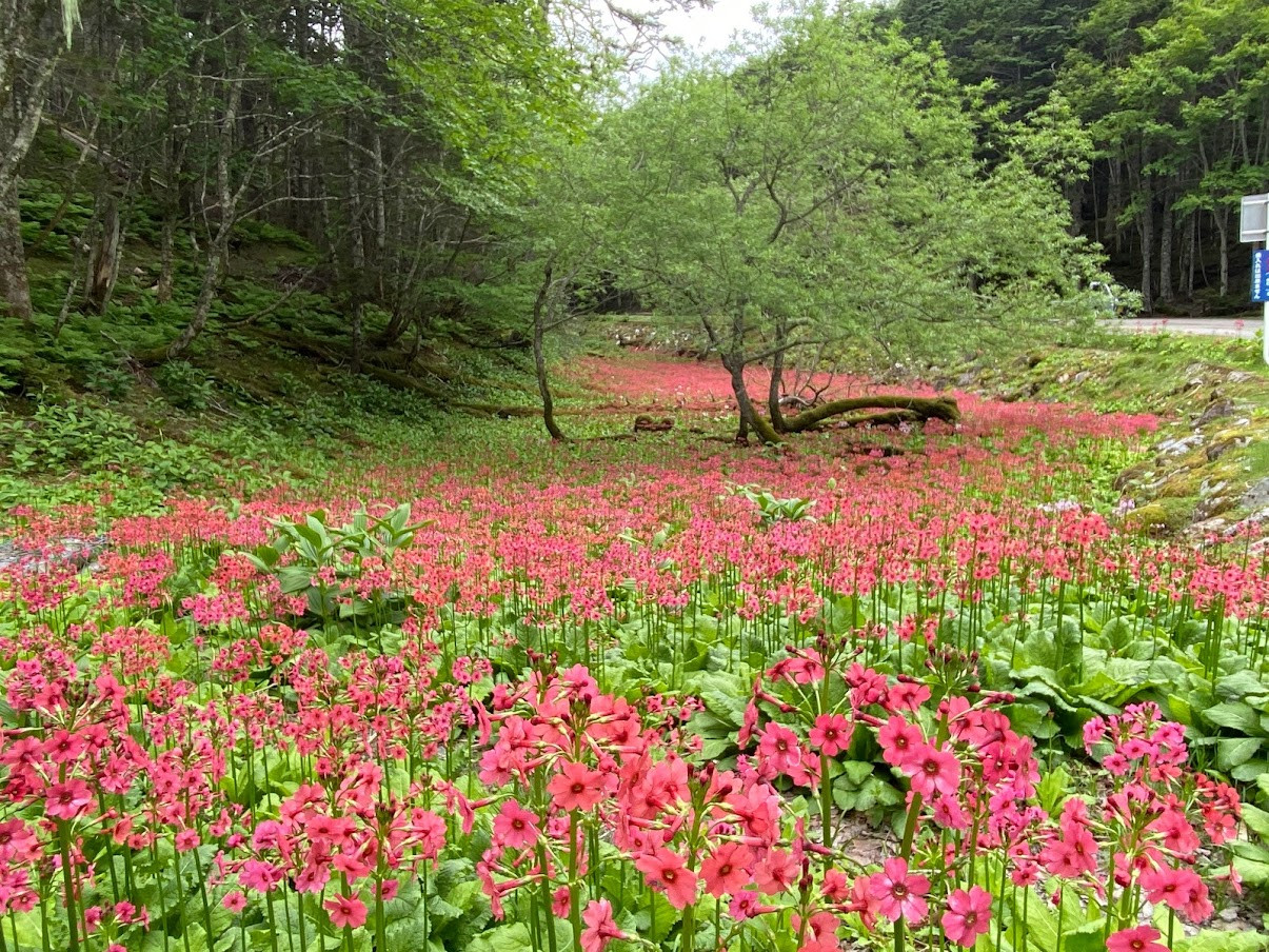 北沢峠に着いたら、クリンソウの群落が出迎えてくれました。